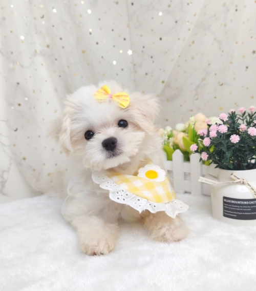 Maltipoo ̩ - FURGATHER DESTINY PET HOUSE