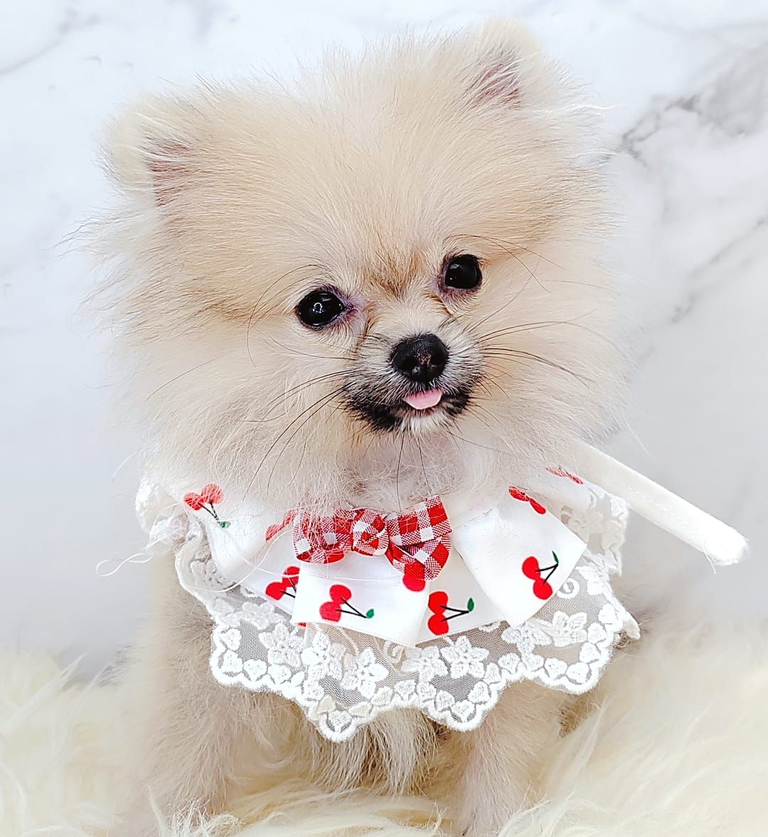  Pomeranian 博美