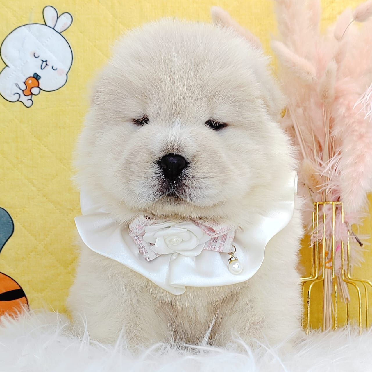 Chow Chow 松狮犬