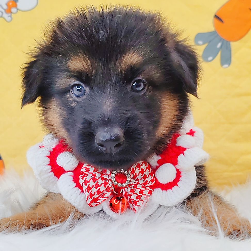 German Shepherd 德国牧羊犬