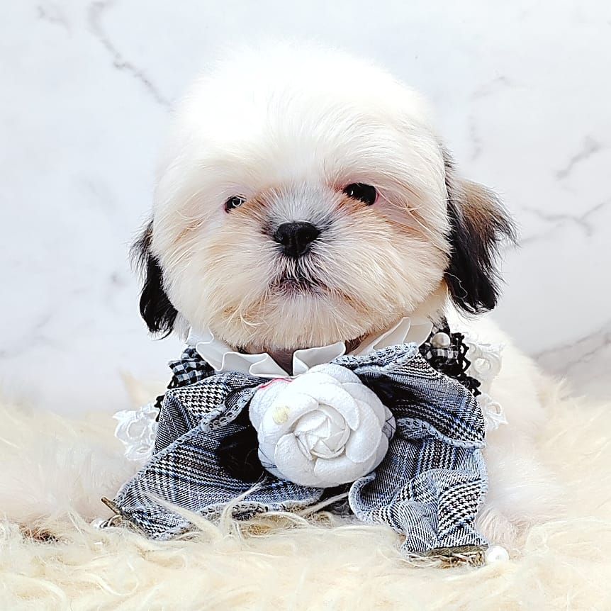 Shih Tzu 西施