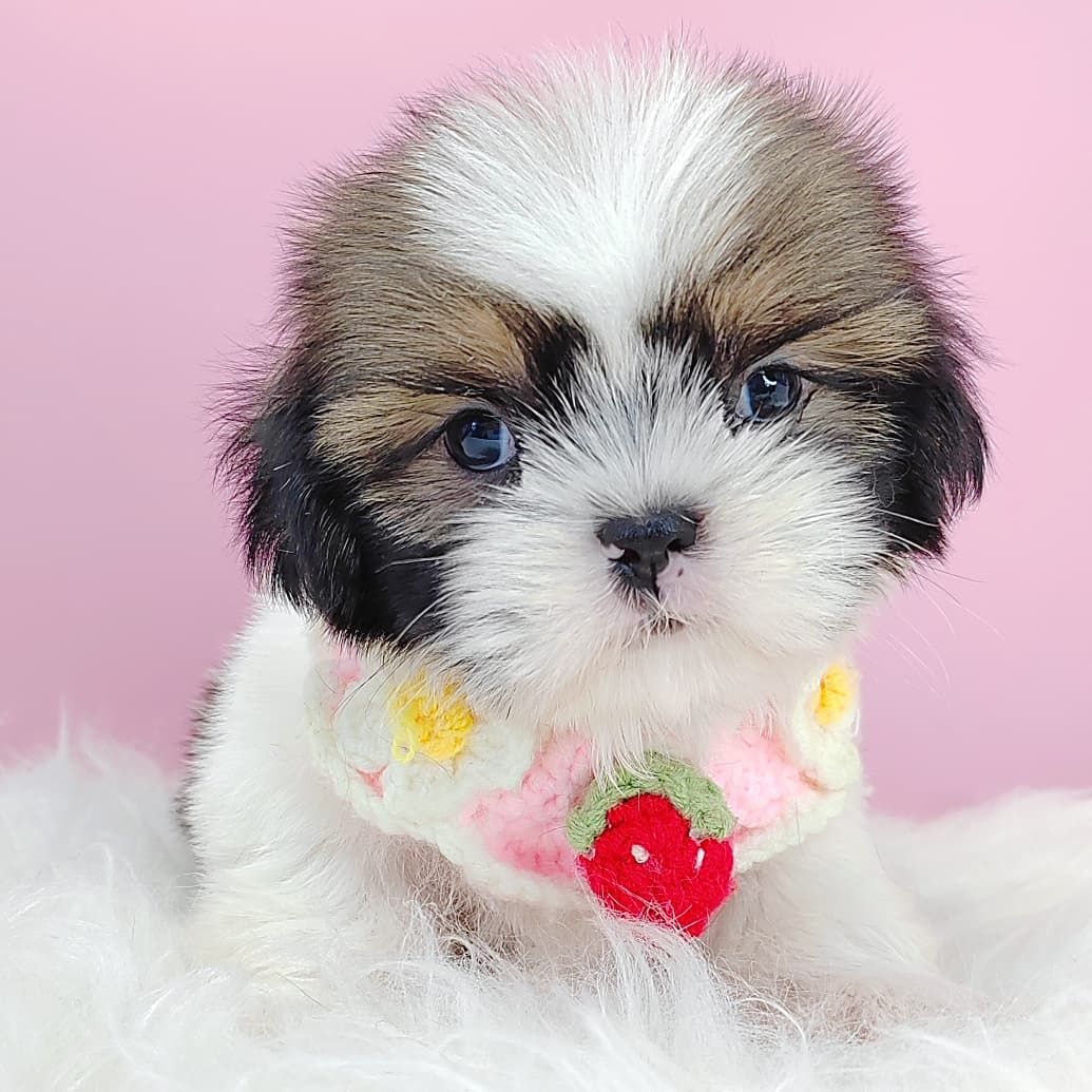 Shih Tzu 西施