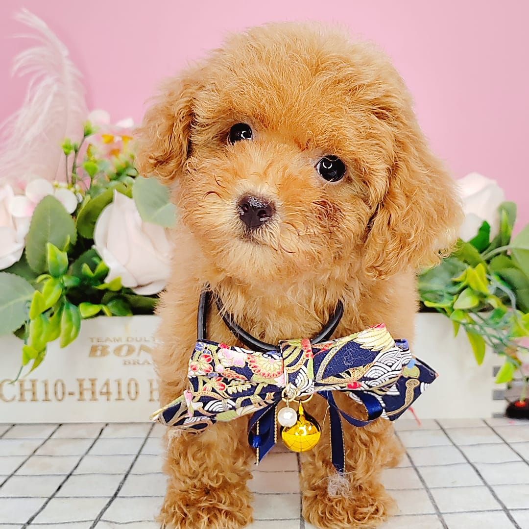 Poodle 娉拌开璐靛