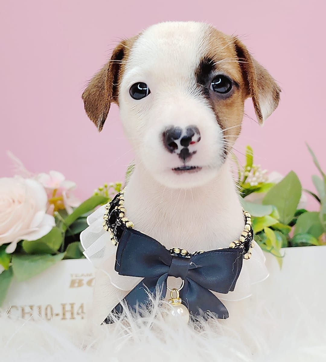 Jack Russell Terrier 杰克罗素梗