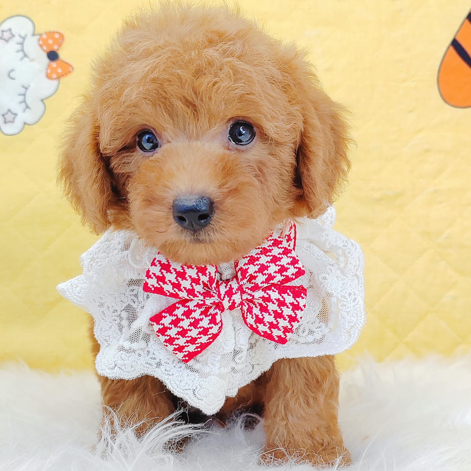Poodle 璐靛娉拌开