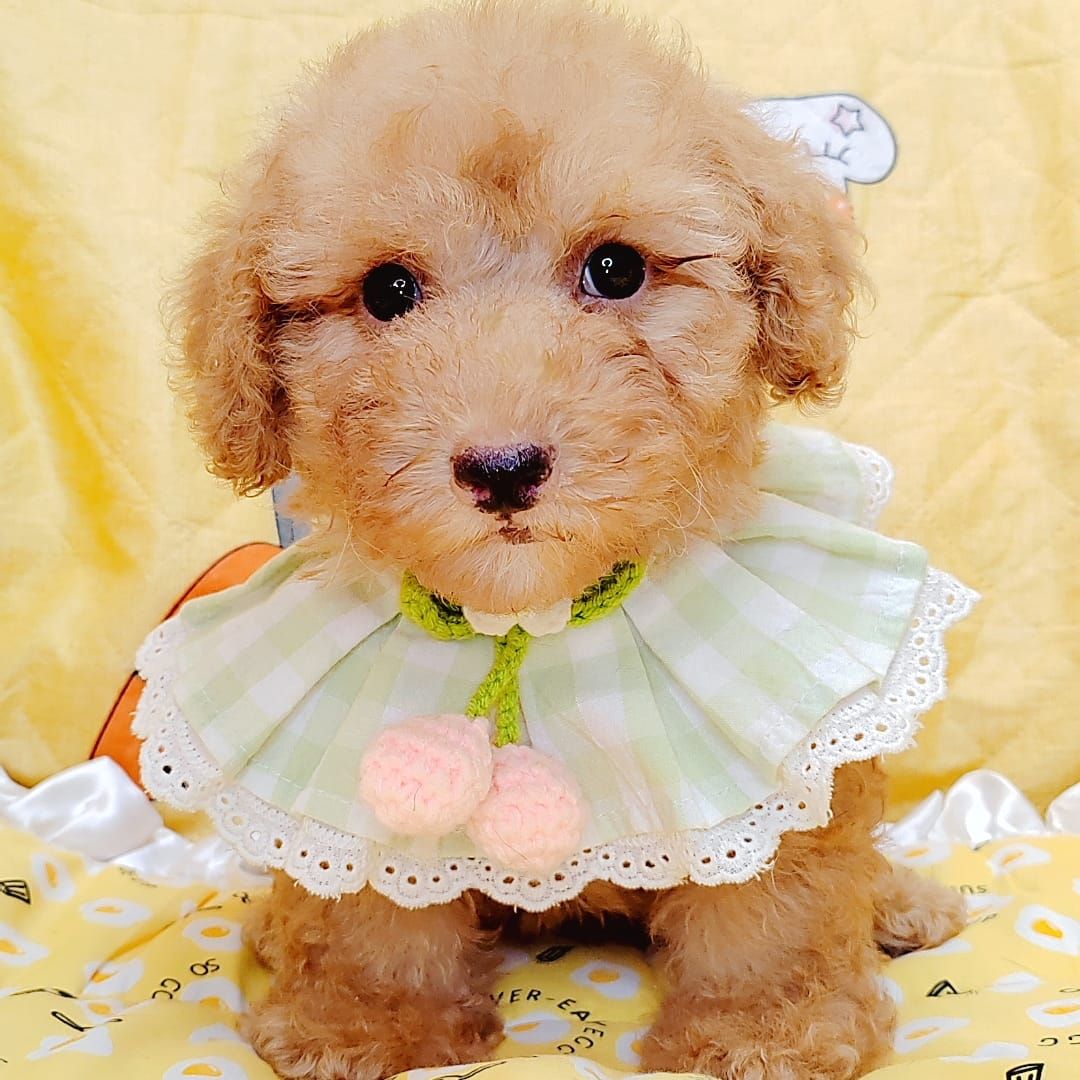  Poodle 娉拌开璐靛