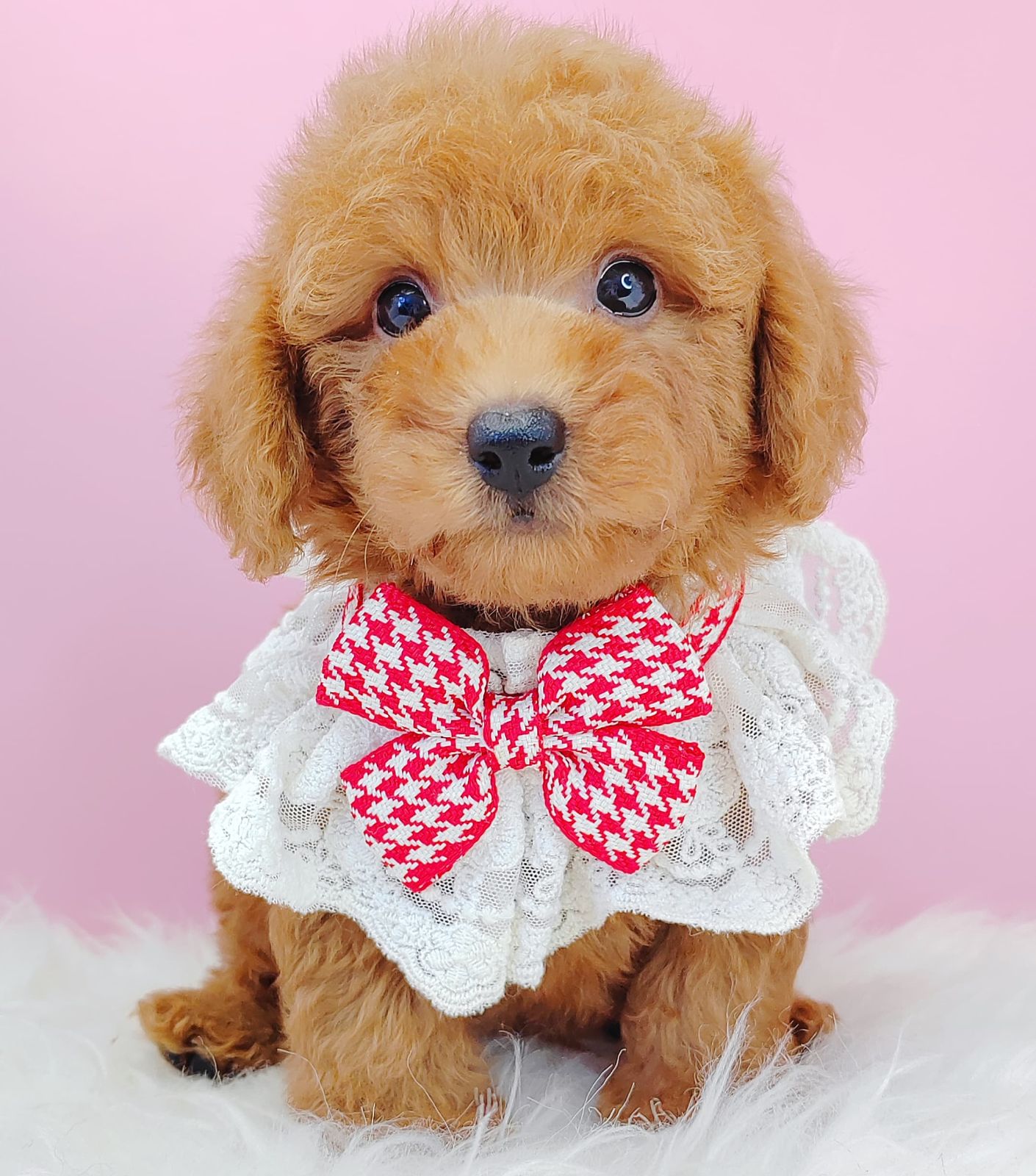 Poodle 璐靛娉拌开