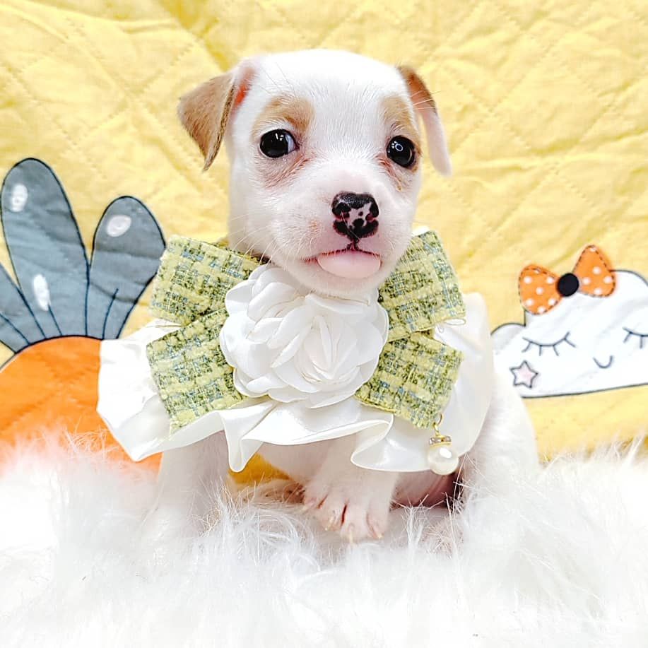 Jack Russell Terrier 杰克罗素梗