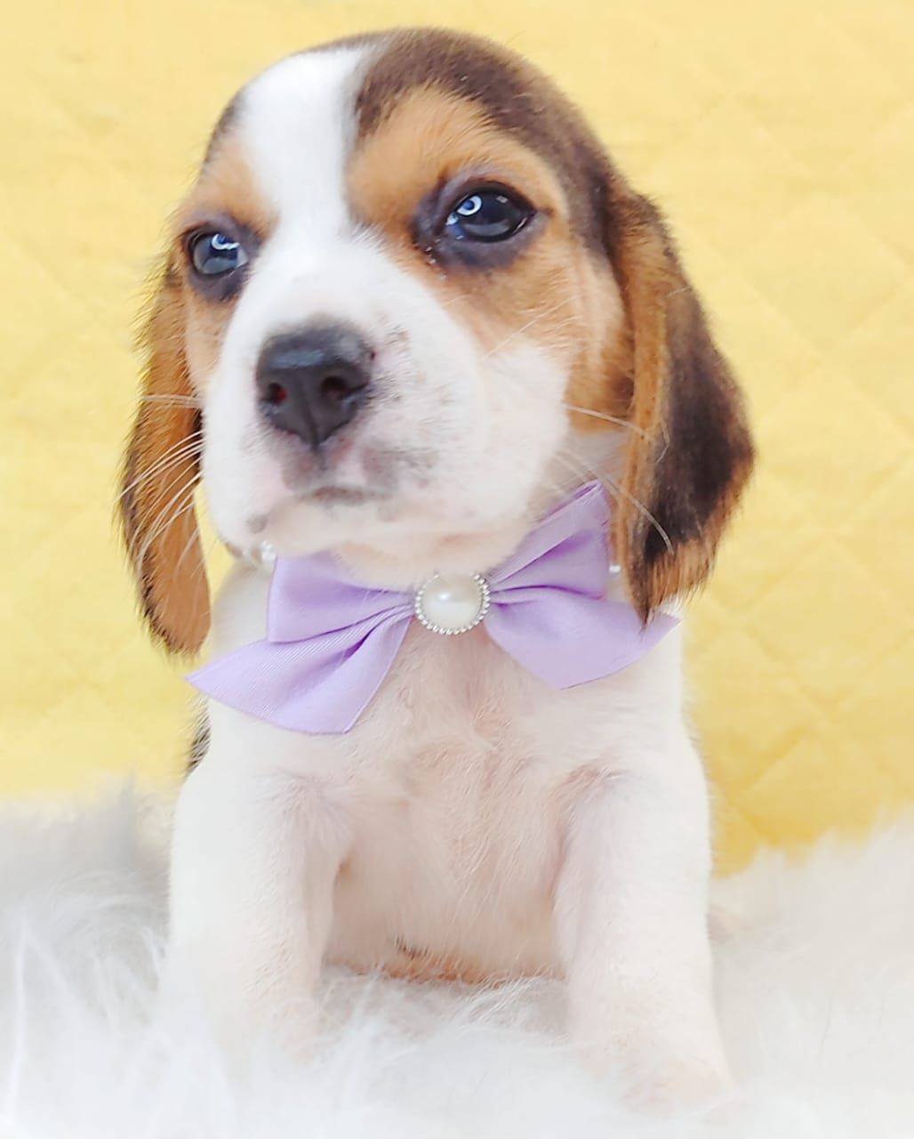 Beagle 米格鲁