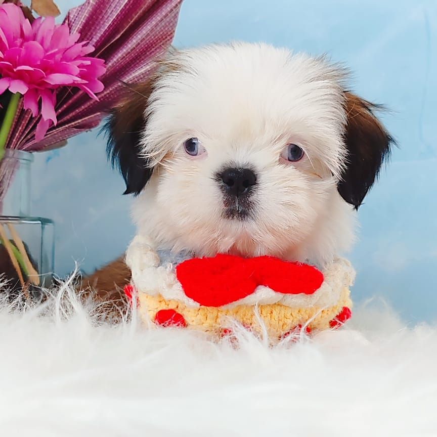 Shih Tzu 西施