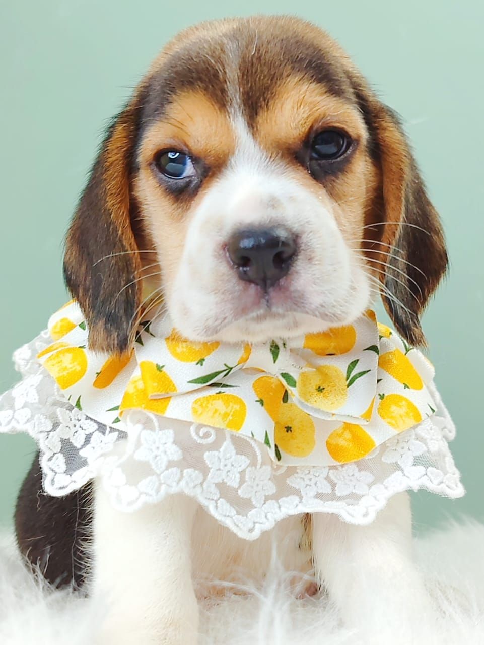 Beagle 米格鲁