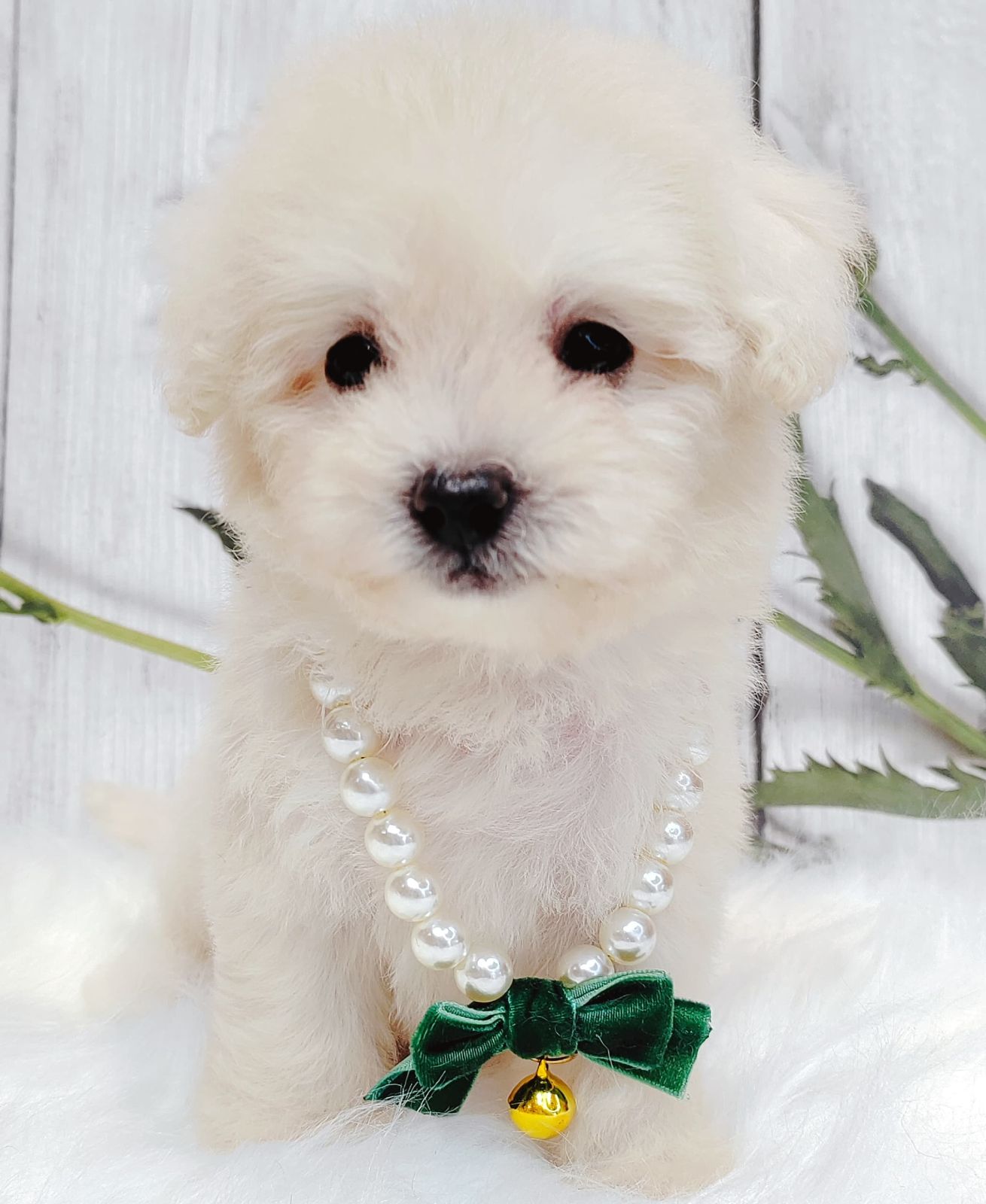 Maltipoo 马尔泰迪