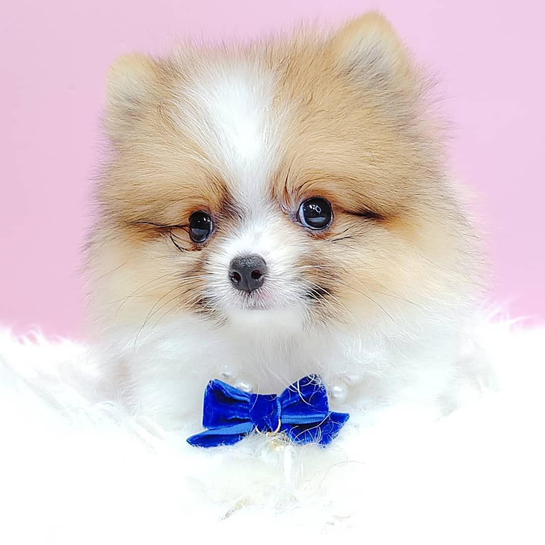 Pomeranian 博美