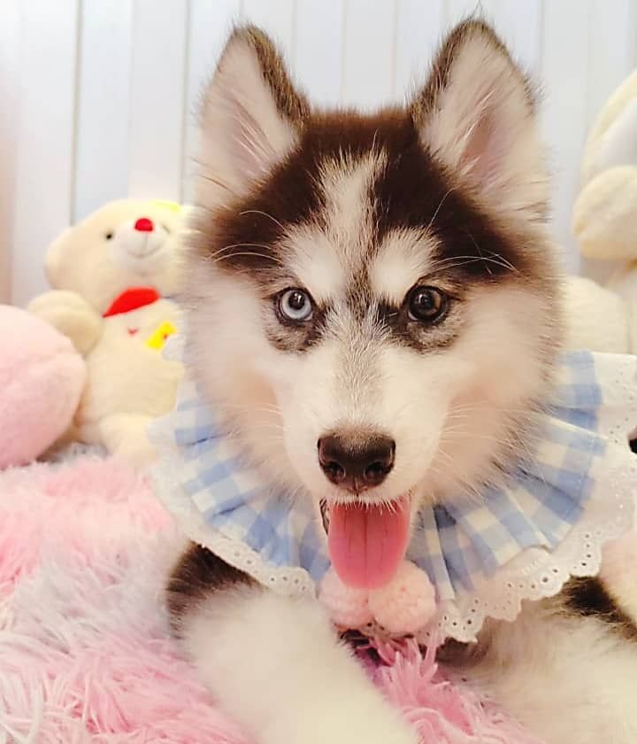 Wooly Husky 哈士奇