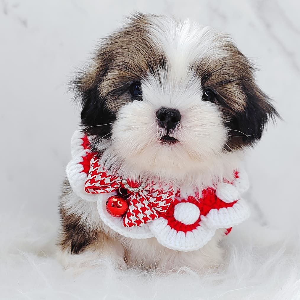 Shih Tzu 西施