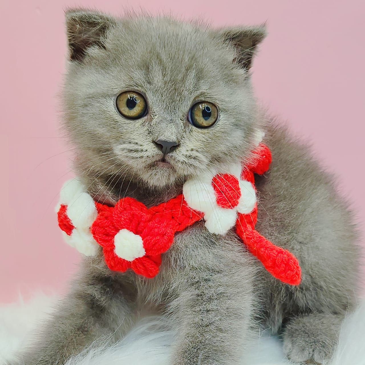 Scottishfold 折耳猫