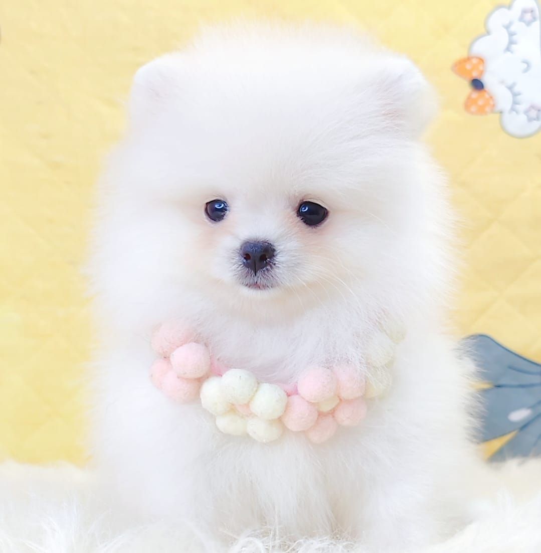 Pomeranian 博美