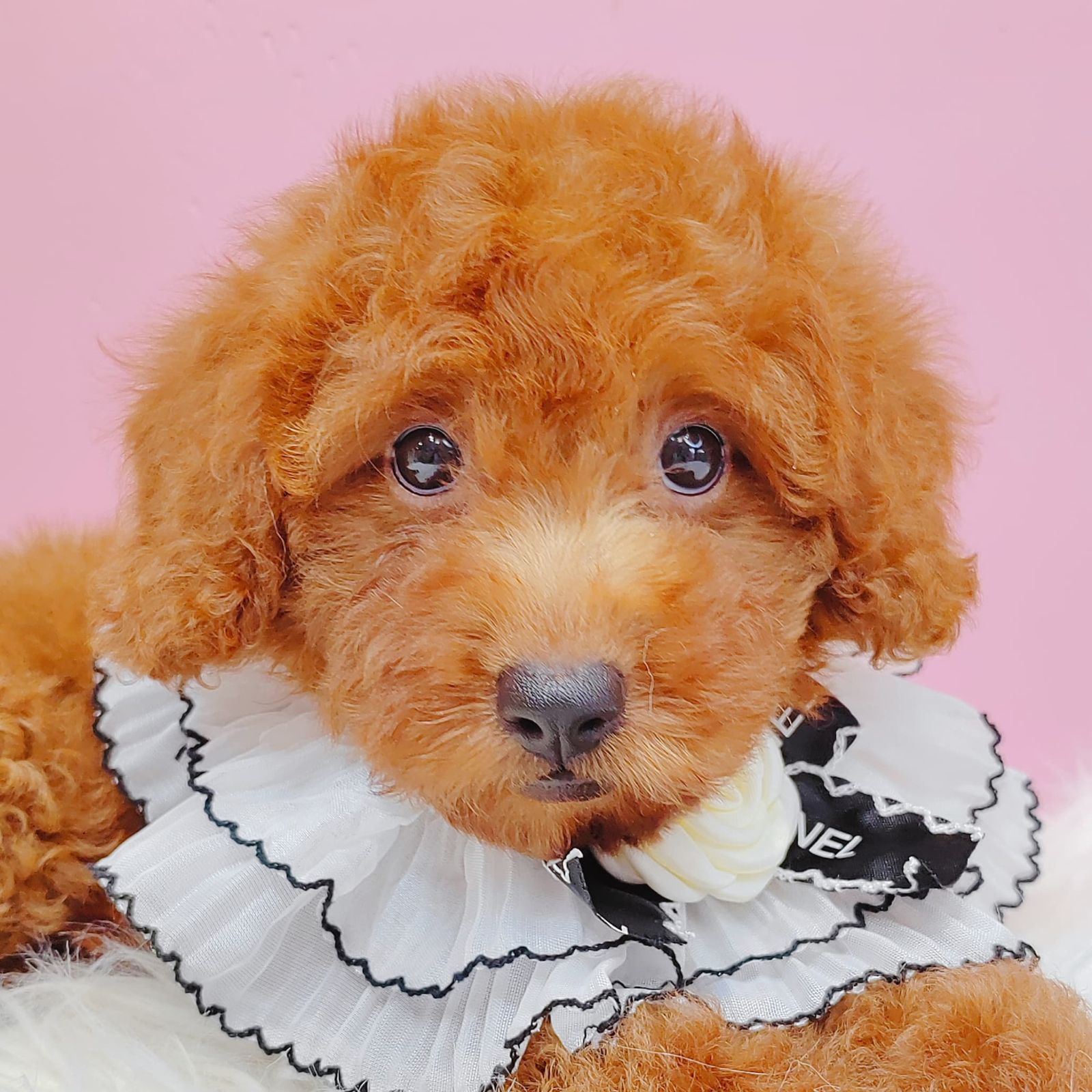 Poodle 璐靛娉拌开