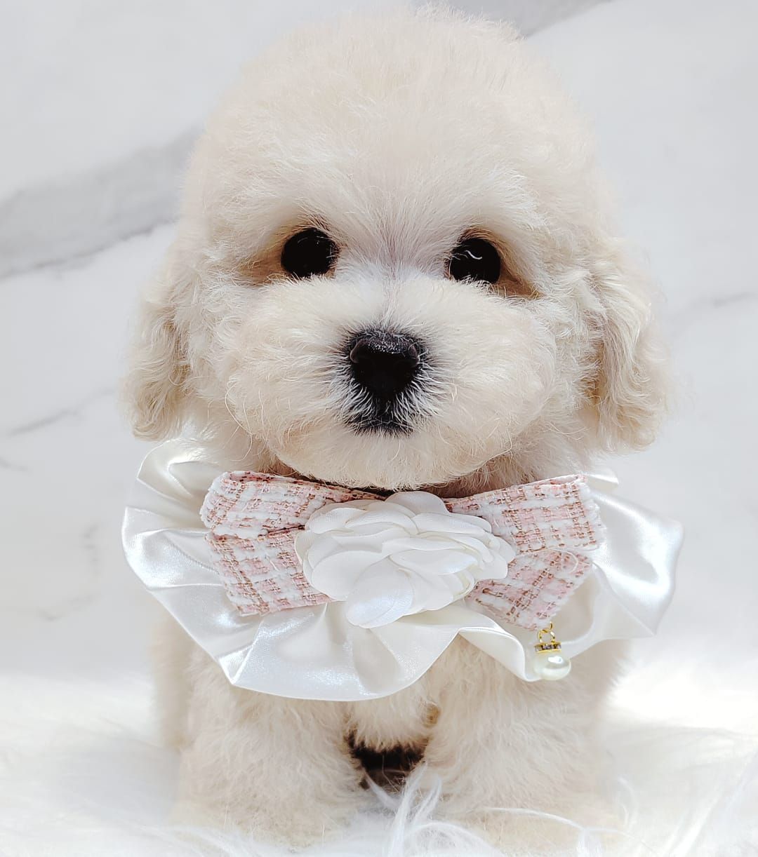 Bichonpoo 泰迪熊