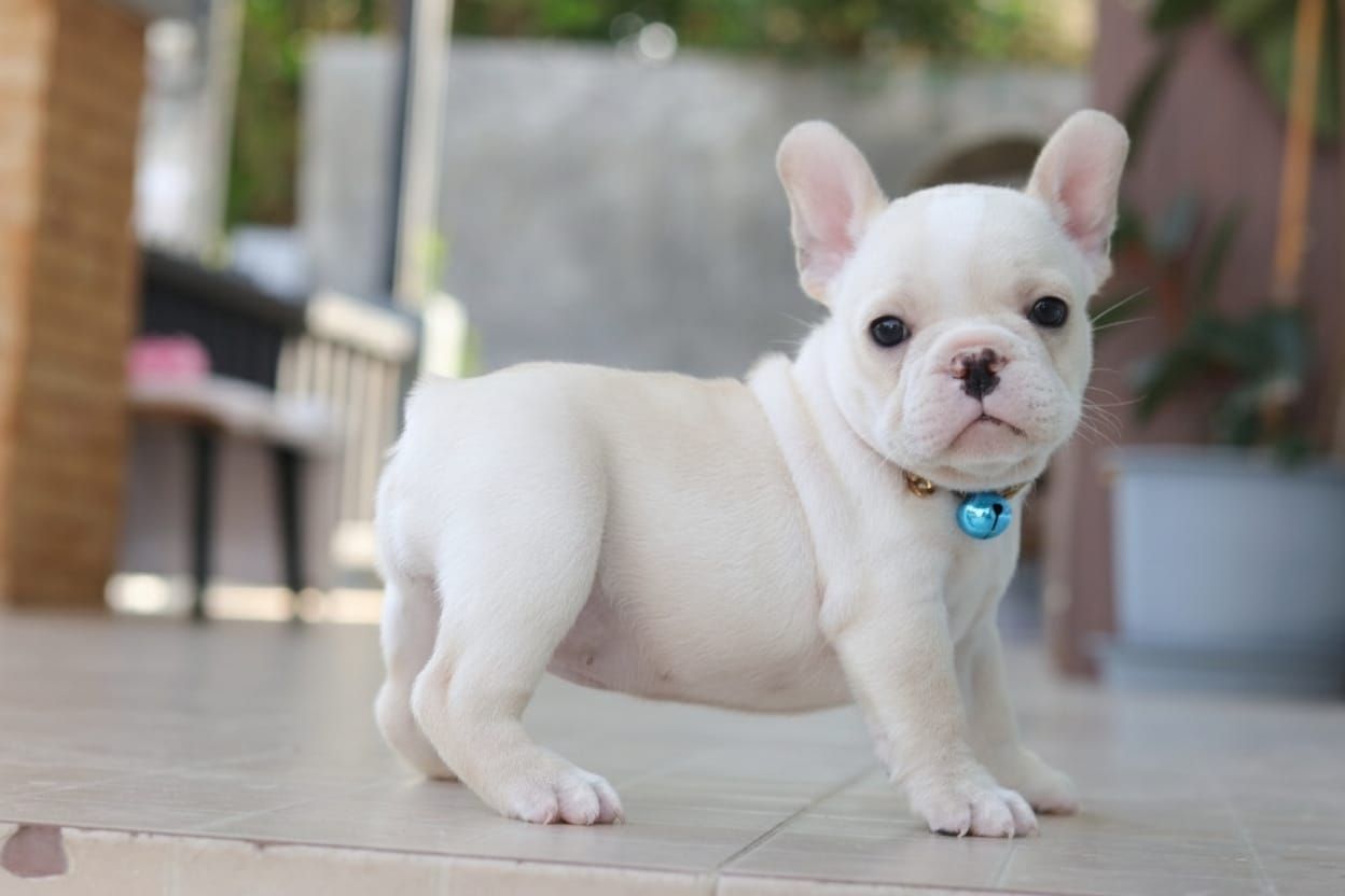French Bulldog 法斗
