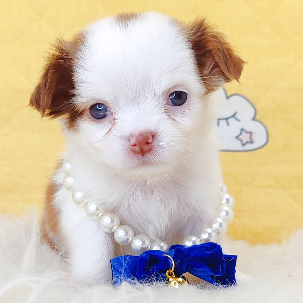 Chihuahua 吉娃娃