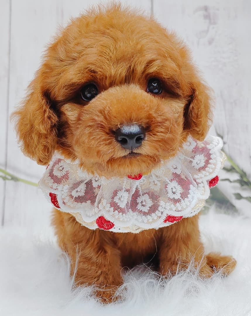 Poodle 娉拌开璐靛