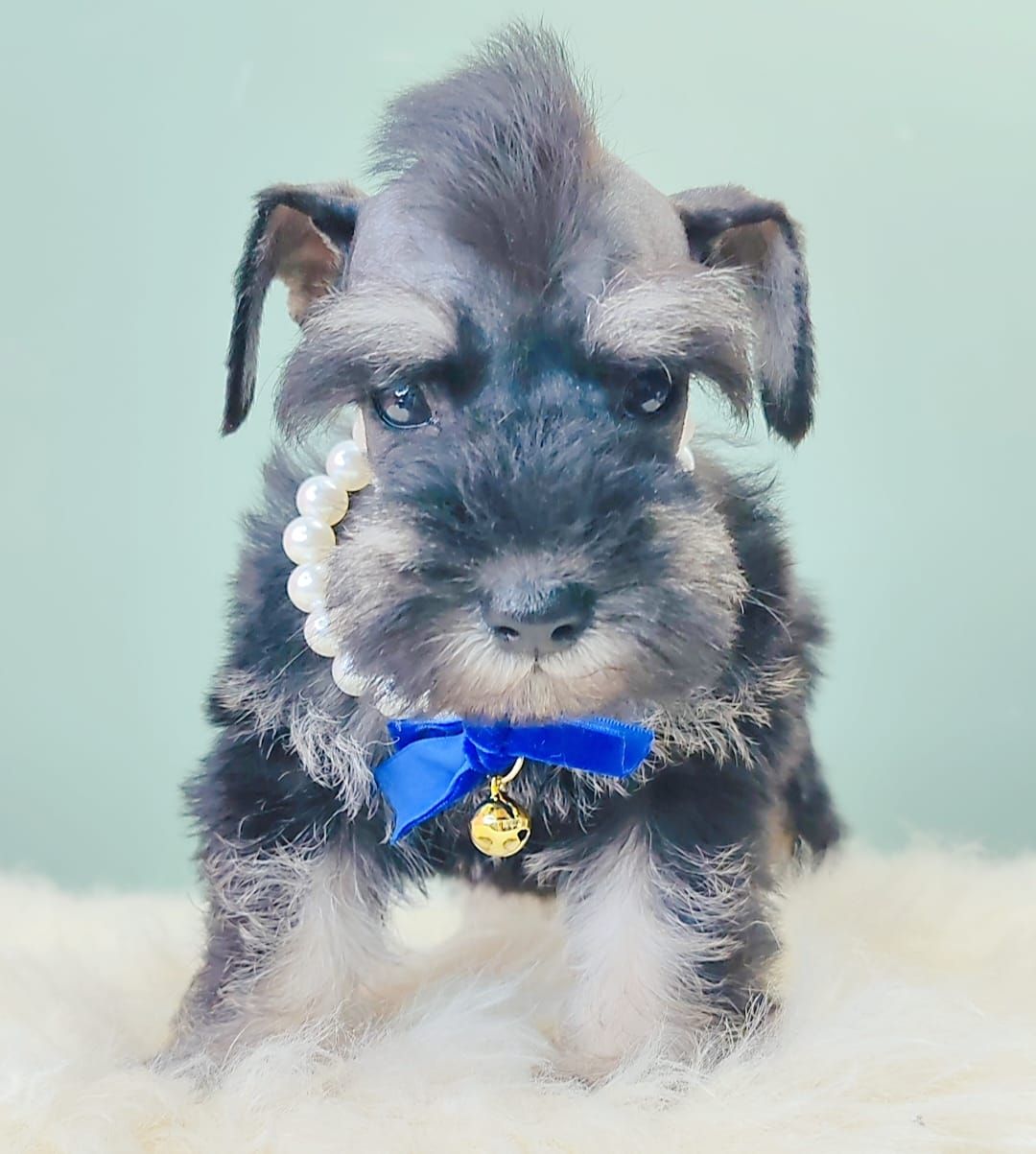 Schnauzer 雪纳瑞