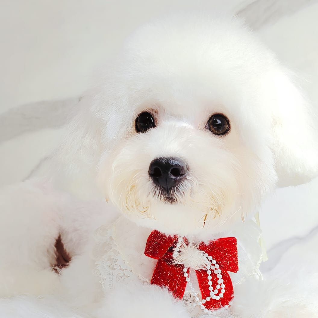 Bichon 比熊