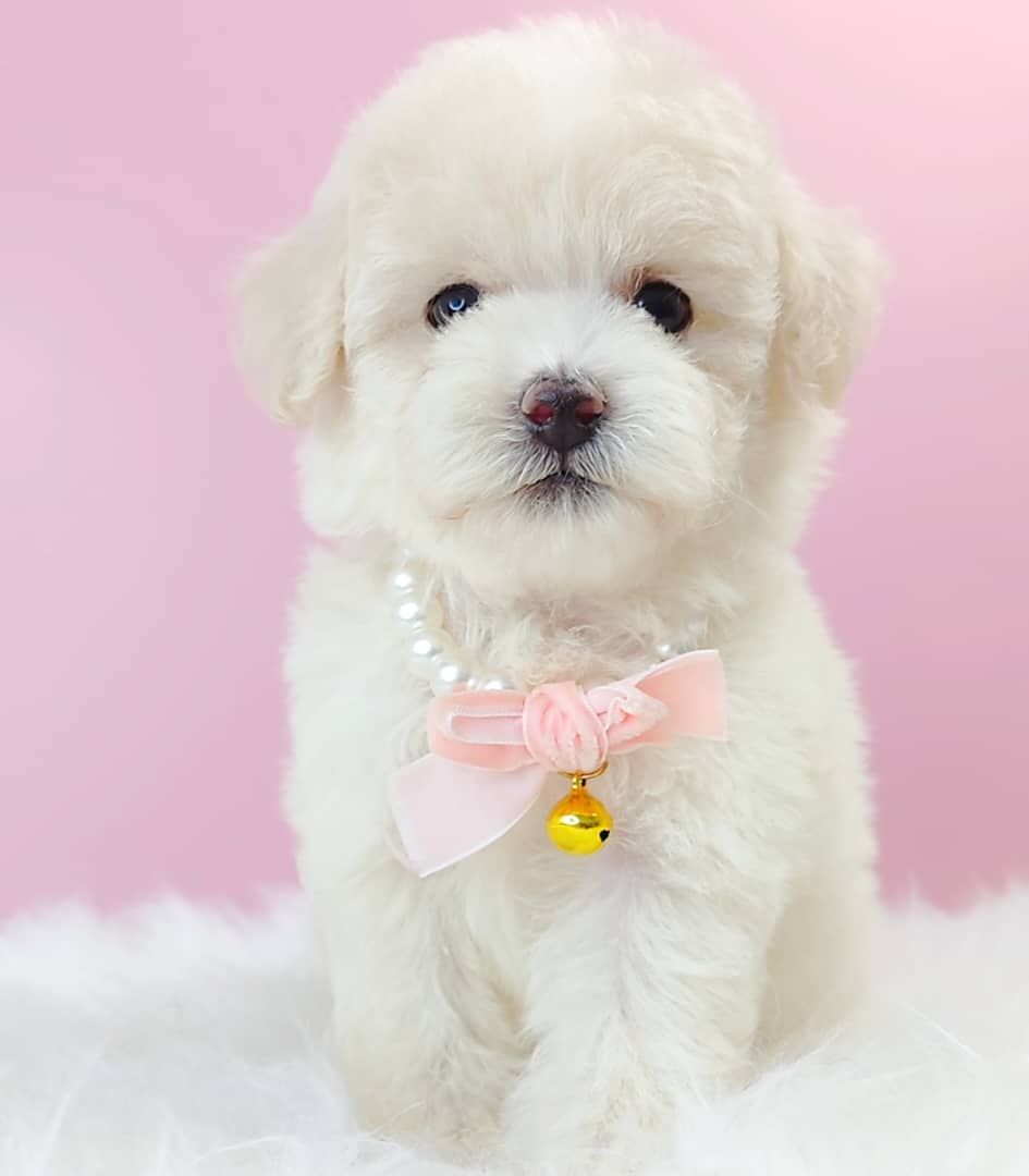 Maltipoo 马尔泰迪