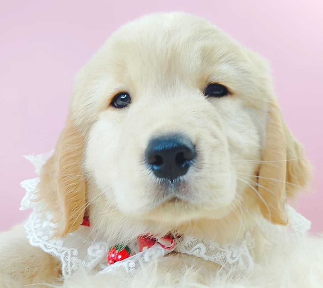 Golden Retriever 黄金猎犬