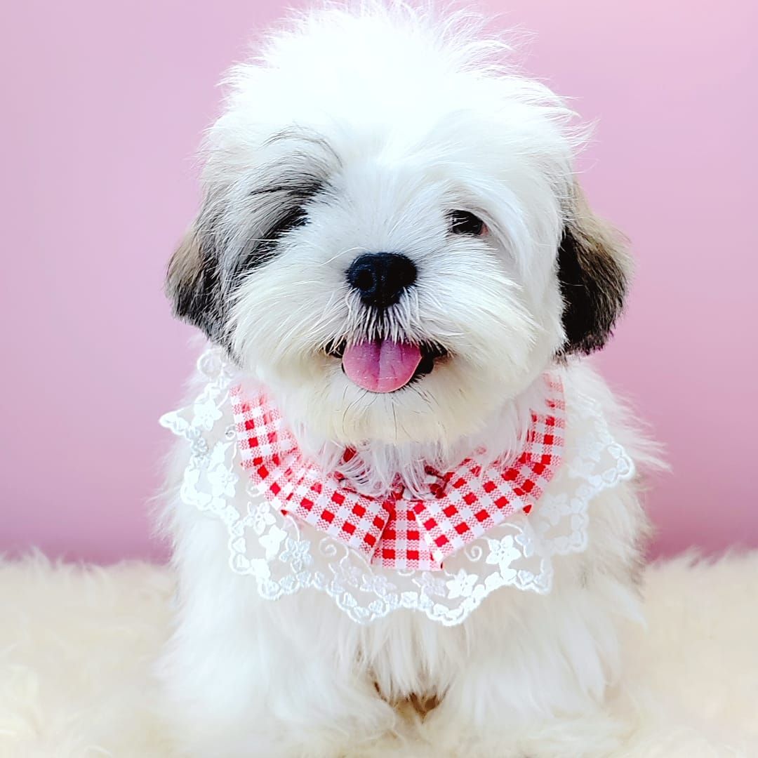 Shih Tzu 西施