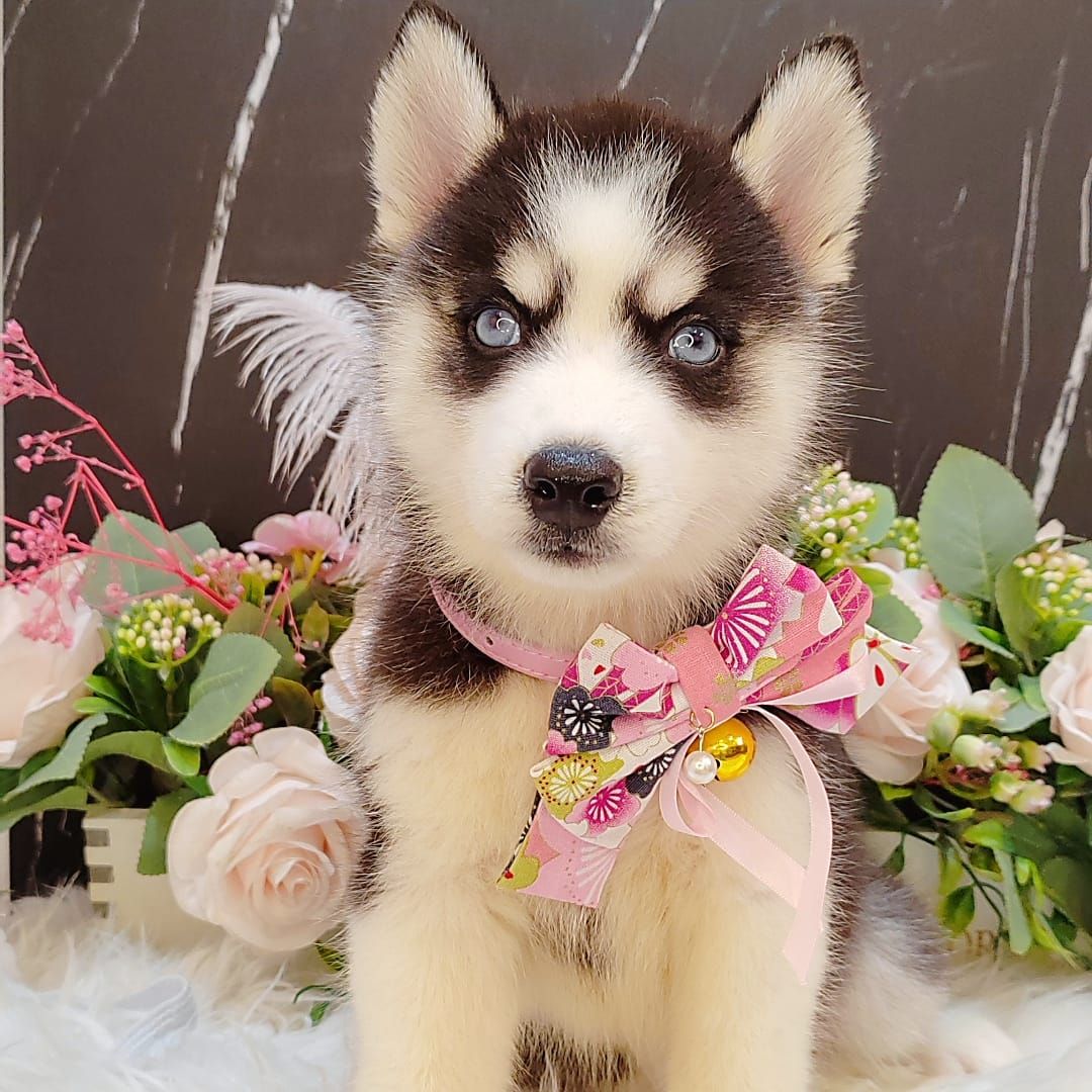 Alaskan Husky 阿拉斯加哈士奇