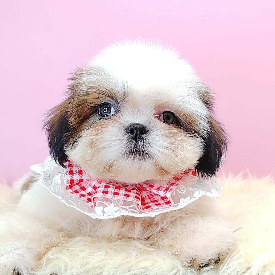 Shih Tzu 西施