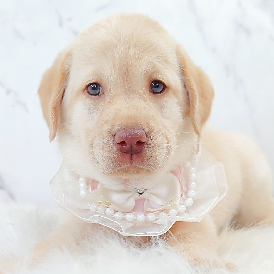 Labrador Retriever 拉布拉多
