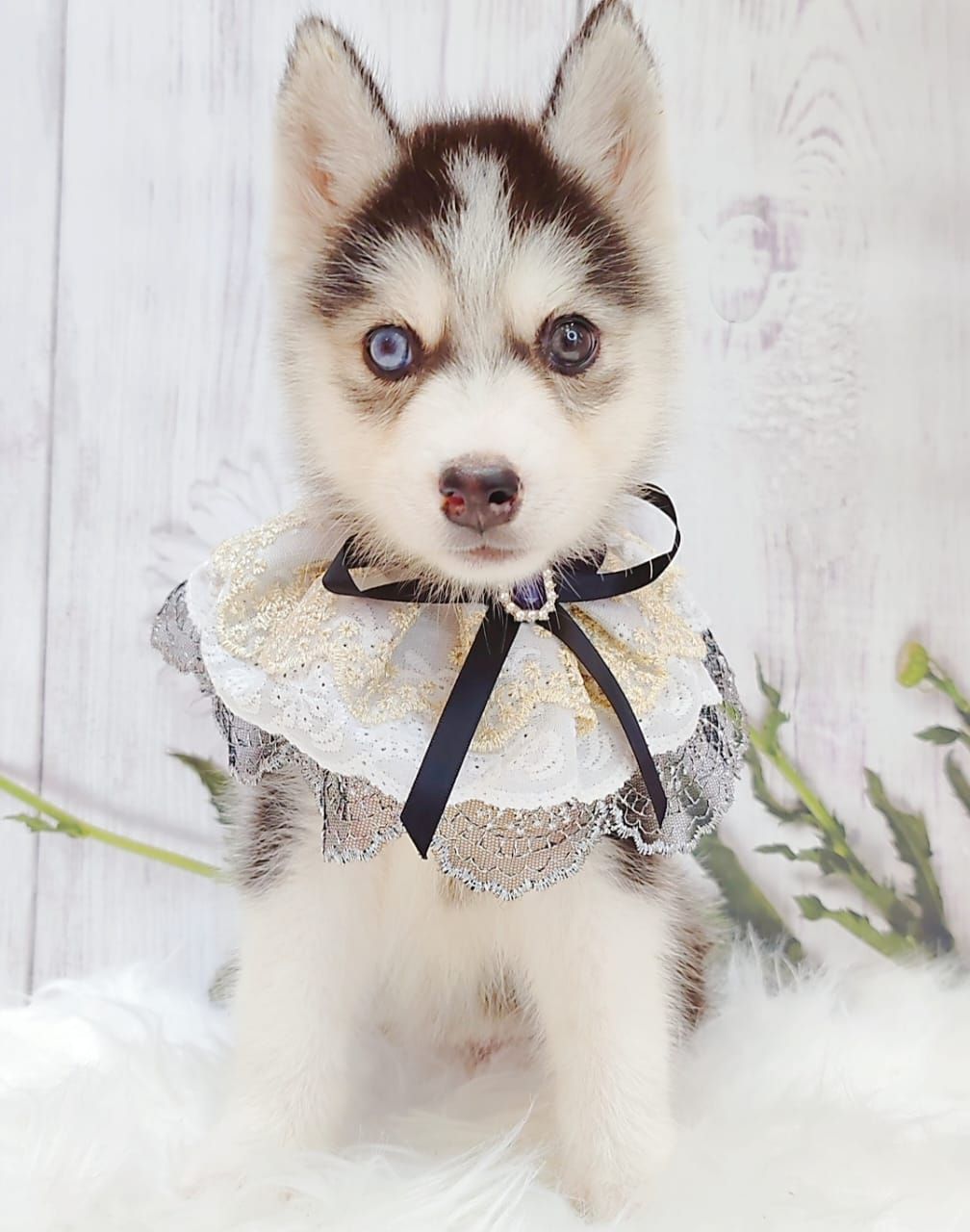 Pomsky 博士奇