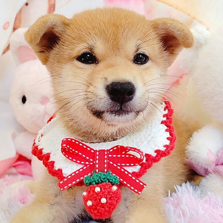 Shiba inu 柴犬
