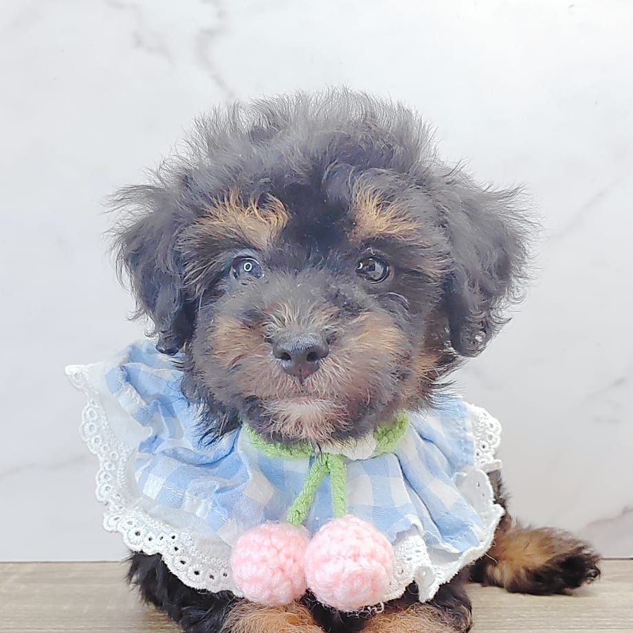 Poodle 娉拌开璐靛