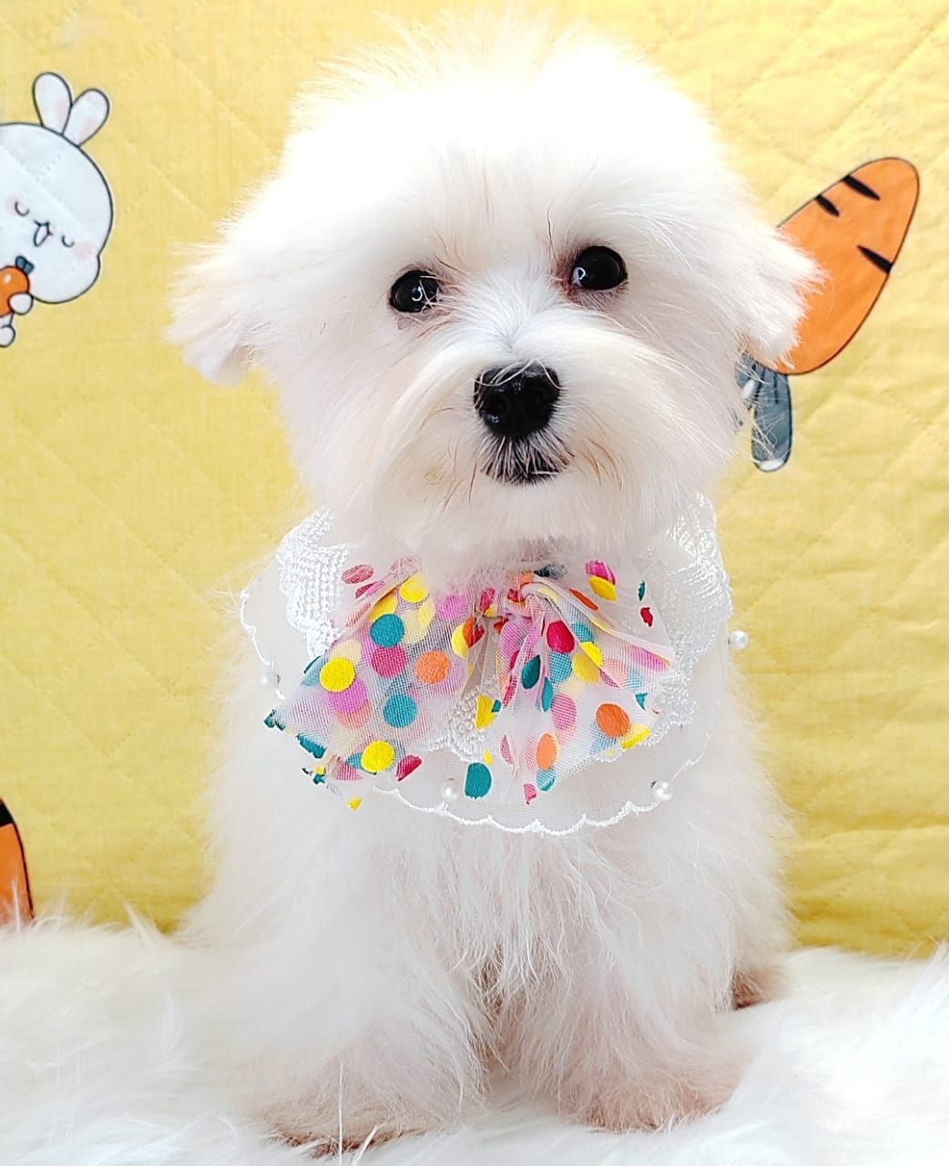 Maltese 马尔济斯