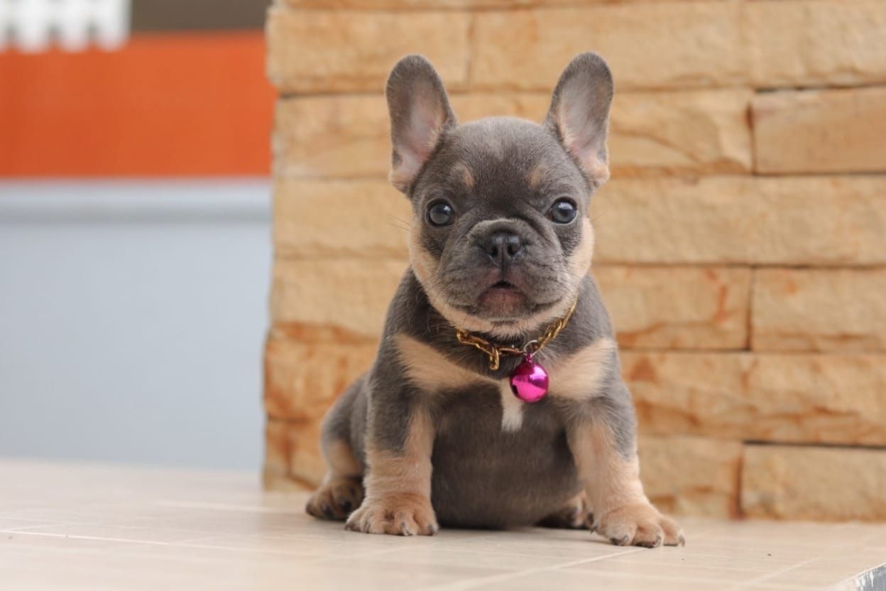 French Bulldog 法斗