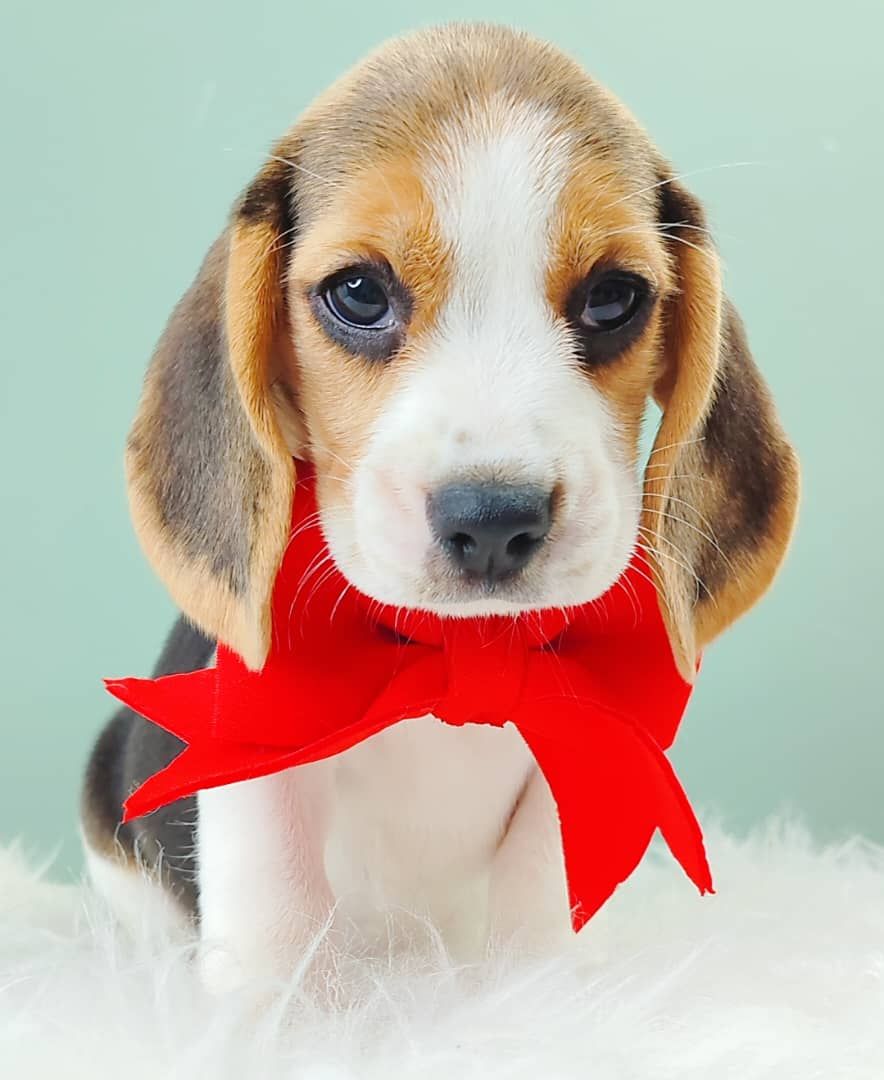 Beagle 米格鲁