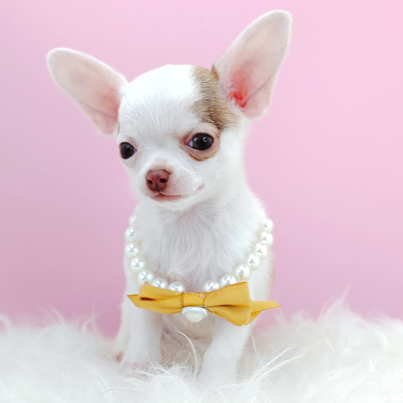 Chihuahua 吉娃娃