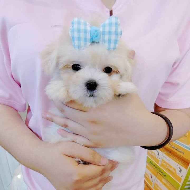 Maltese 马尔济斯