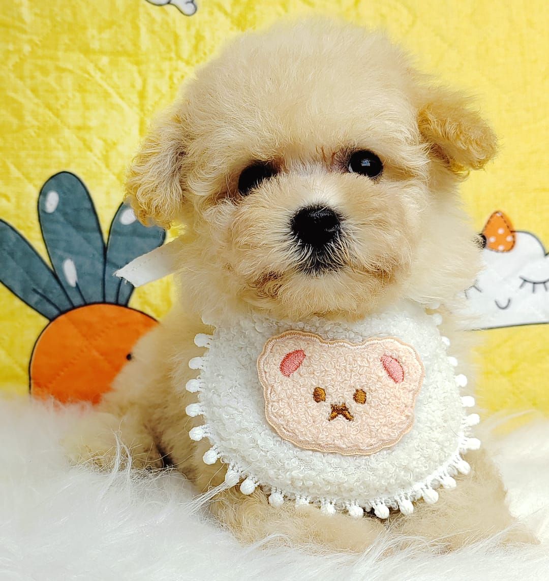 Poodle 娉拌开璐靛