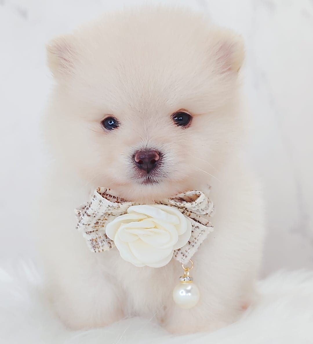 Pomeranian 博美