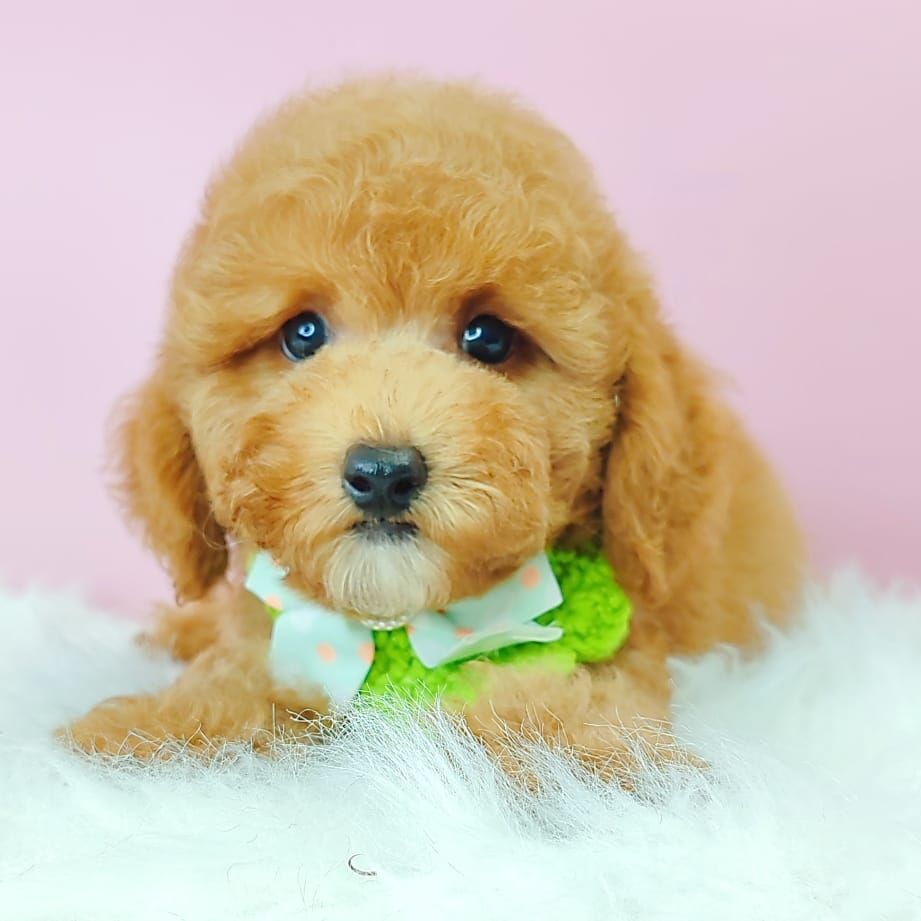 Maltipoo 马尔泰迪
