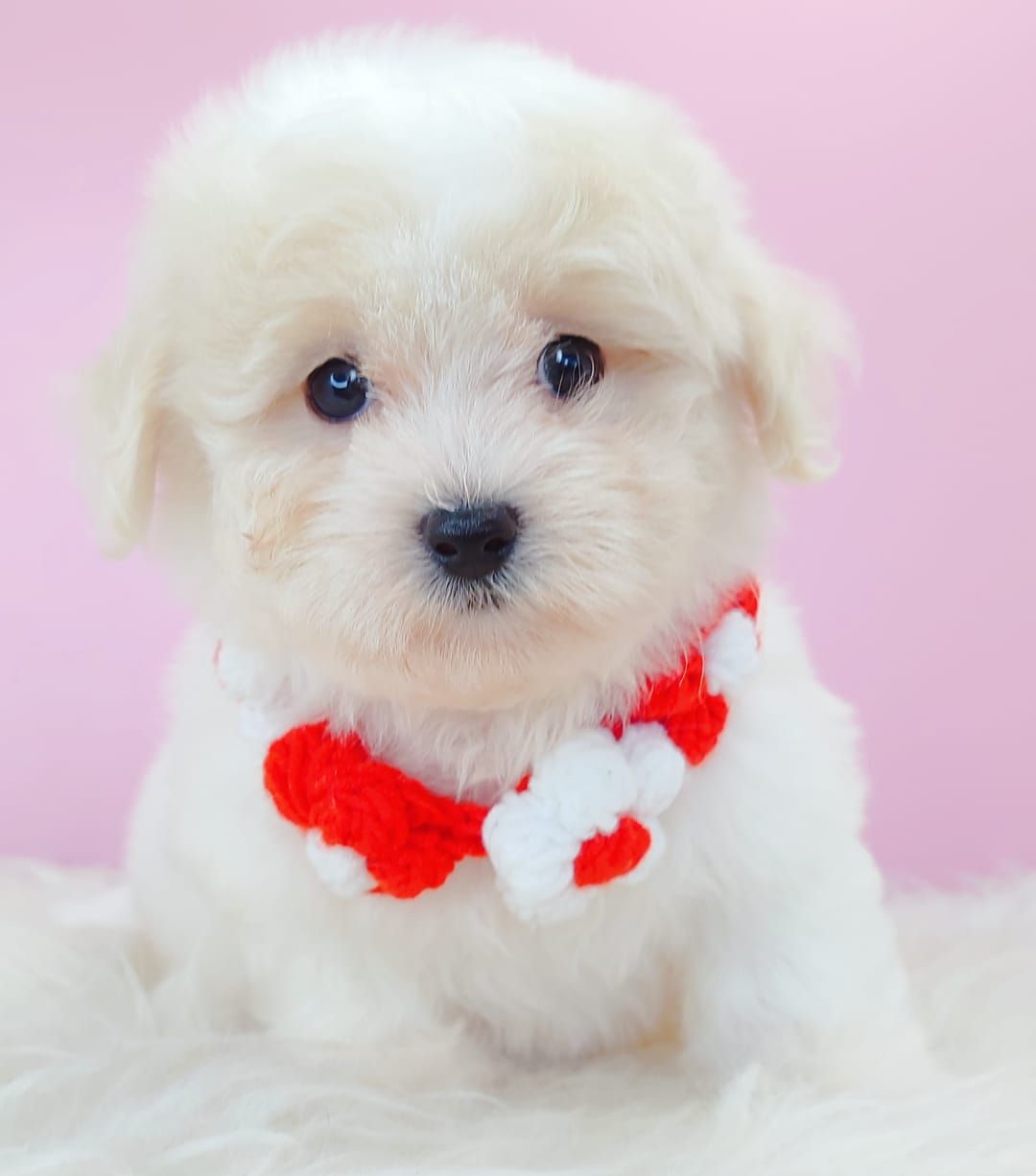 Maltipoo 马尔泰迪