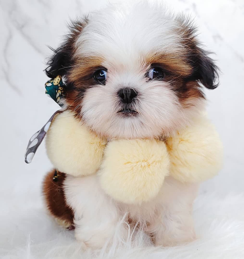 Shih Tzu 西施