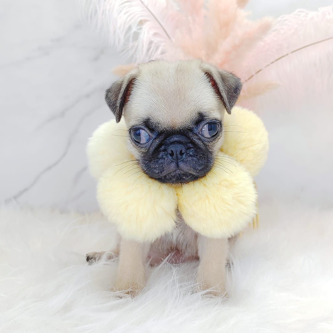 Pug 巴哥