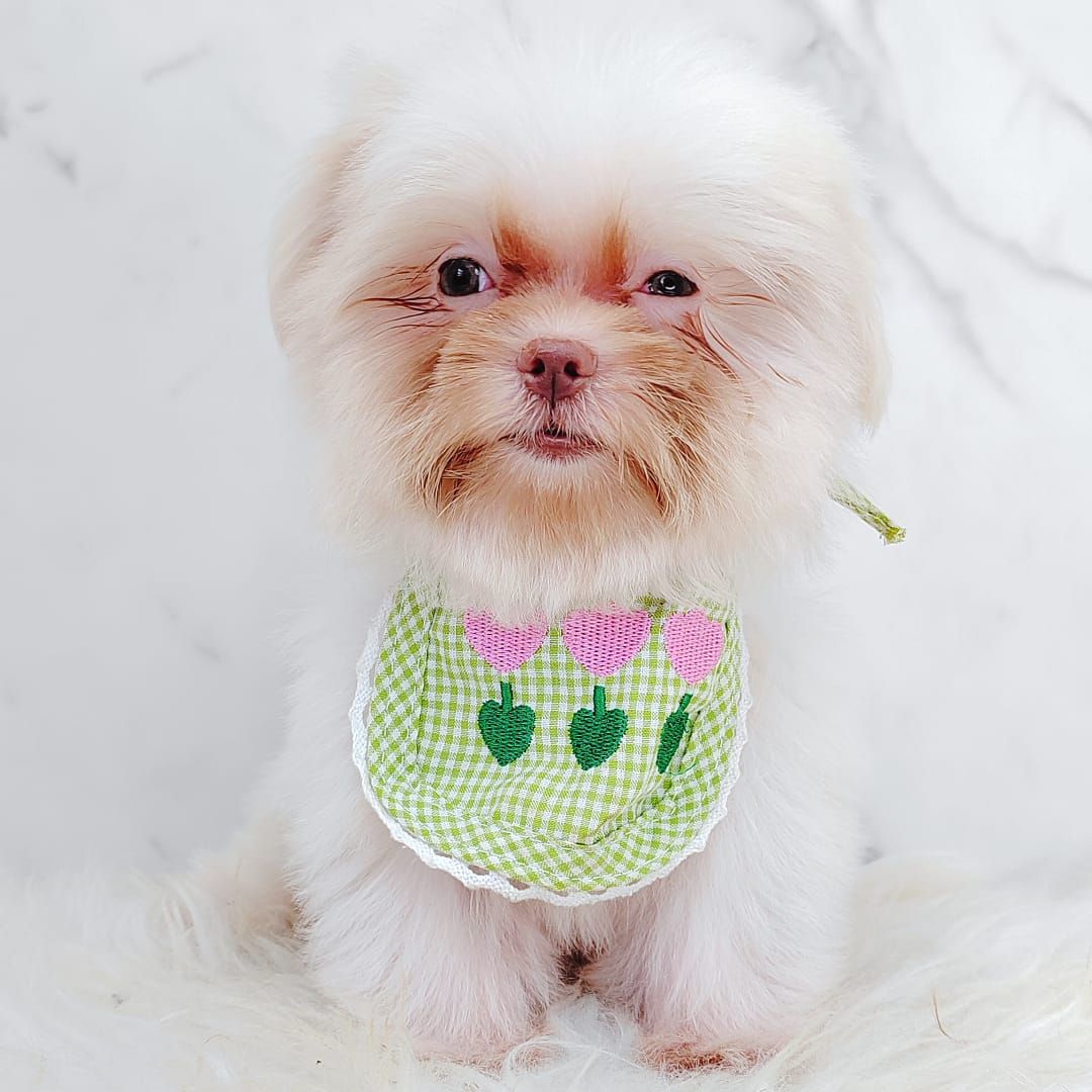 Maltese 马尔济斯