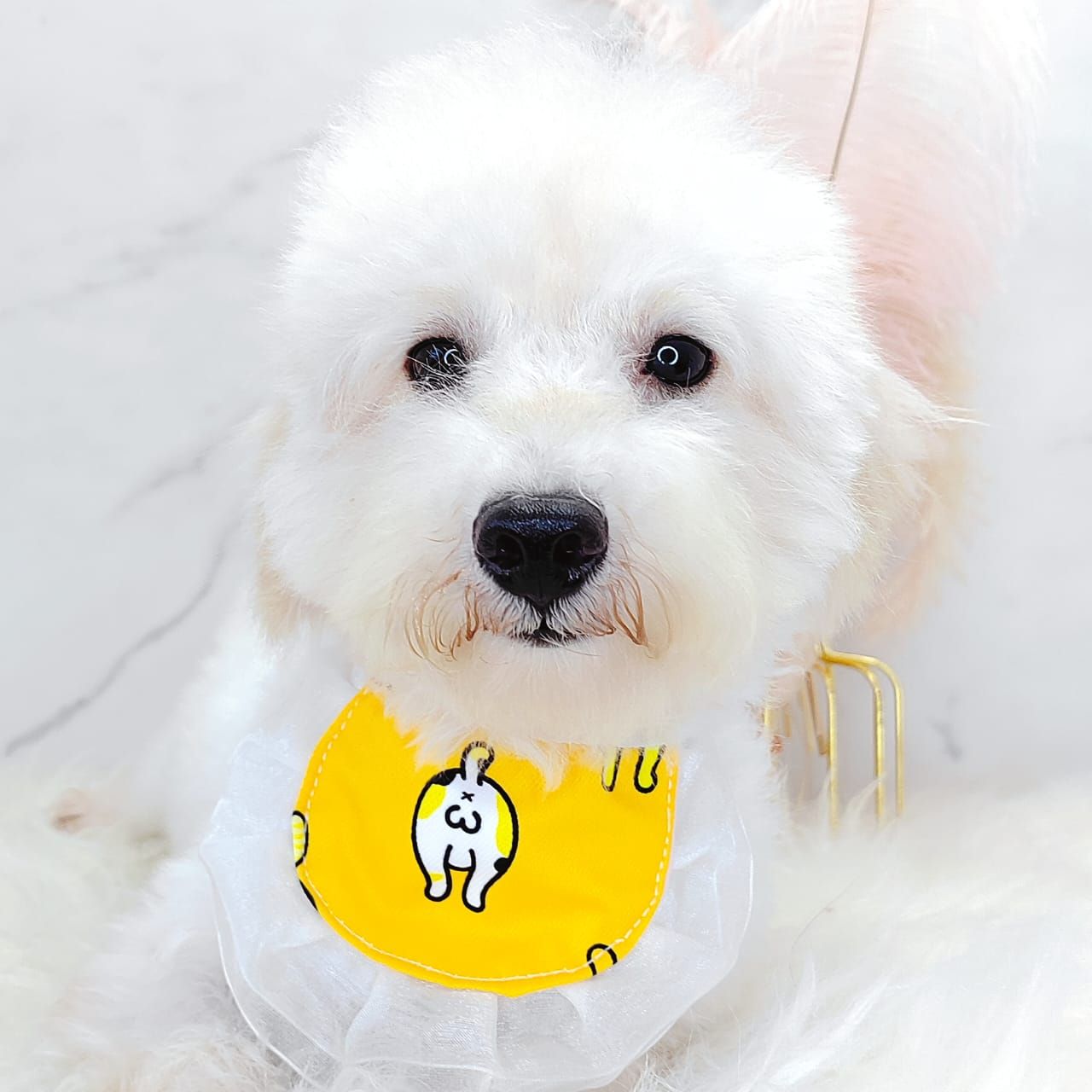 Poodle 娉拌开璐靛